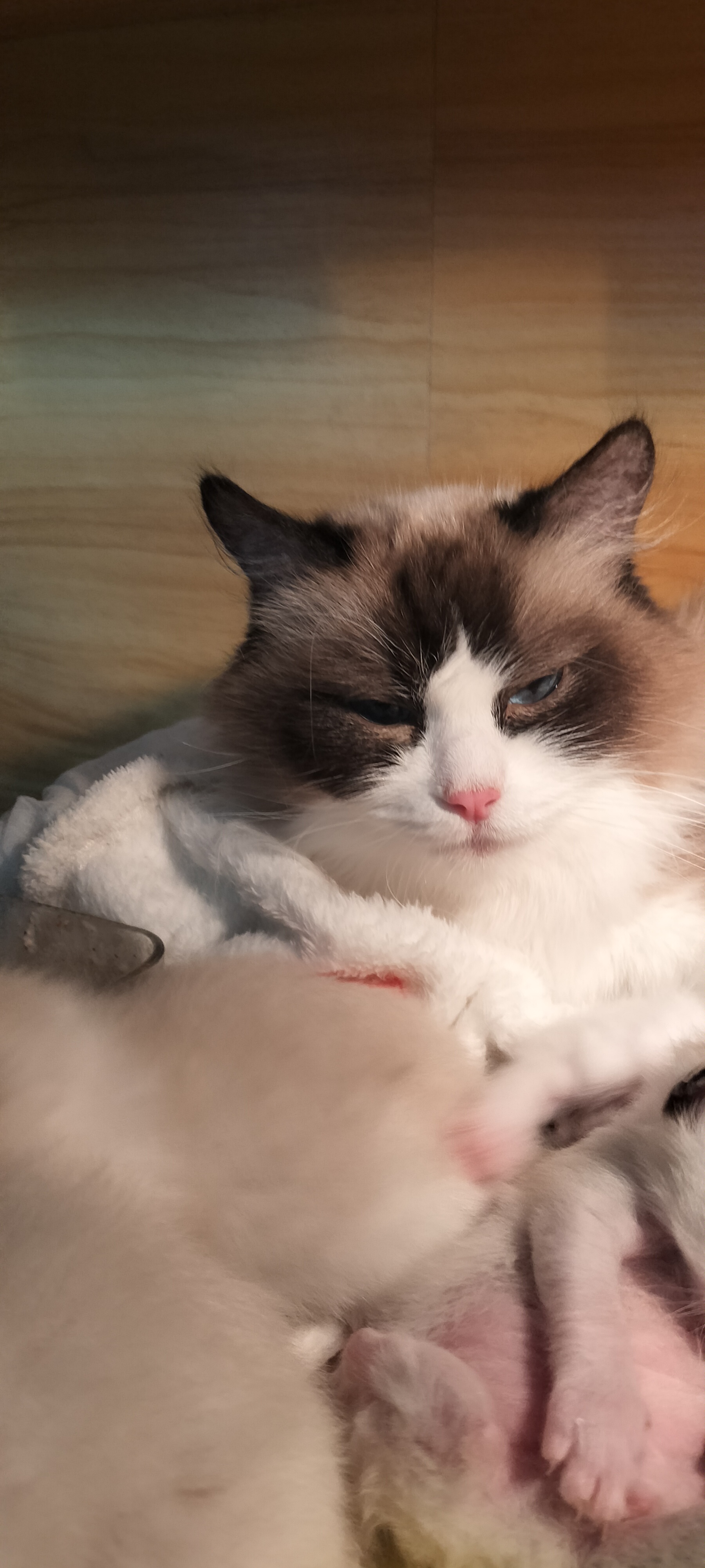 海双布偶猫